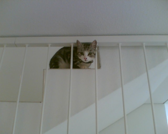 Chat chez Zélyne