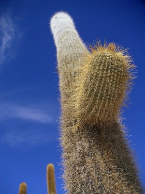 Cactus sur Isla del Pescado