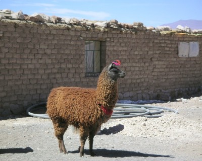 Lama à la Laguna Colorado