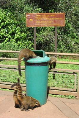 Coatis sur la poubelle
