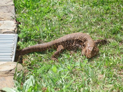 Grand lézard