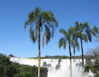 Palmiers devant les chutes