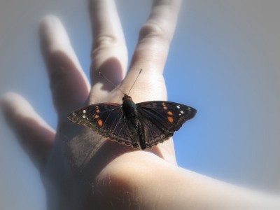 Papillon sur la main de Joëlle