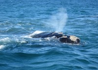 Baleines