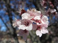 Macro de fleur
