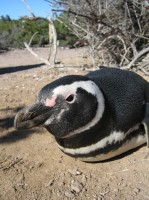 Le pingouin de près