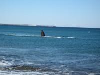 Baleine depuis la plage