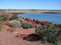 Punta Tombo