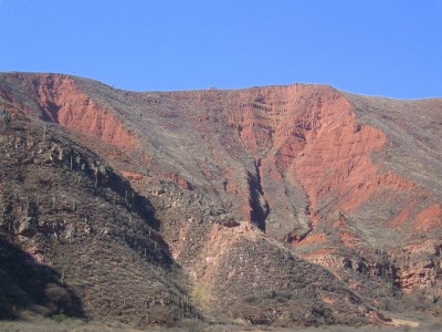 Cactus sur la montagne