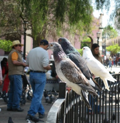 Pigeons sur la Plaza 9 de Julio