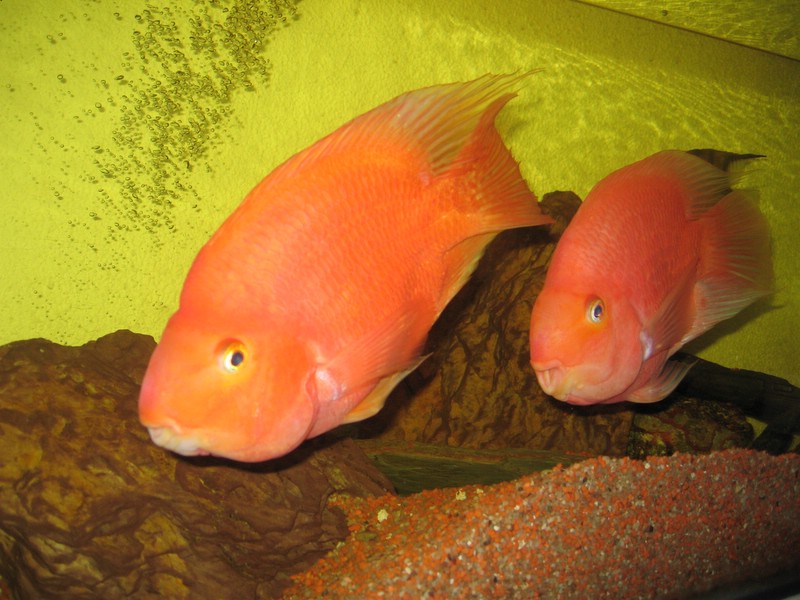 Poisson_rouge.jpg