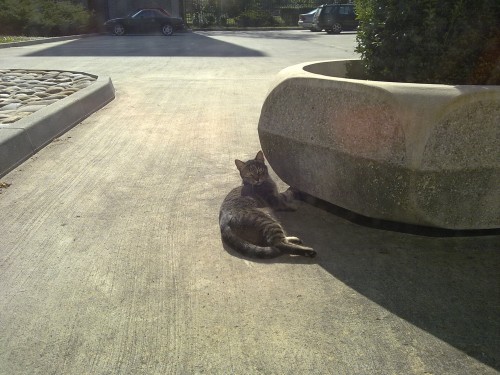 cat_at_cat